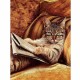 Canvas Keyfekeder Kedi Sayılarla Boyama Seti Rulo