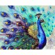 Canvas Bereket Tavus Kuşu Sayılarla Boyama Seti Kasnaklı