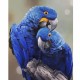 Canvas Papağan Sayılarla Boyama  Seti Rulo